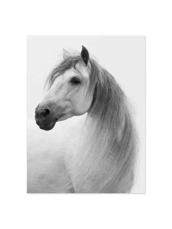 Tablou canvas cu cai White stallion turns – 90 x 60 cm — imaginea 2